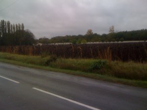 Sonnenblumenfeld im Regen